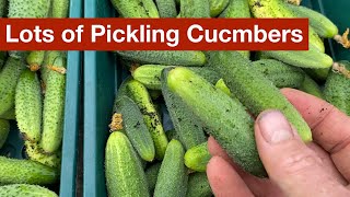 A Better Way To Grow Pickling Cucumbers