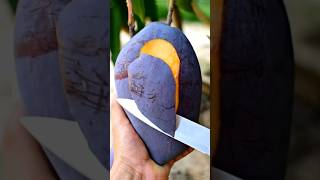 The Big Beautiful Purple Mango Spotted In The Village