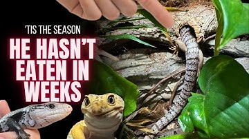 Why Reptiles Act Strange In Winter | BRUMATION