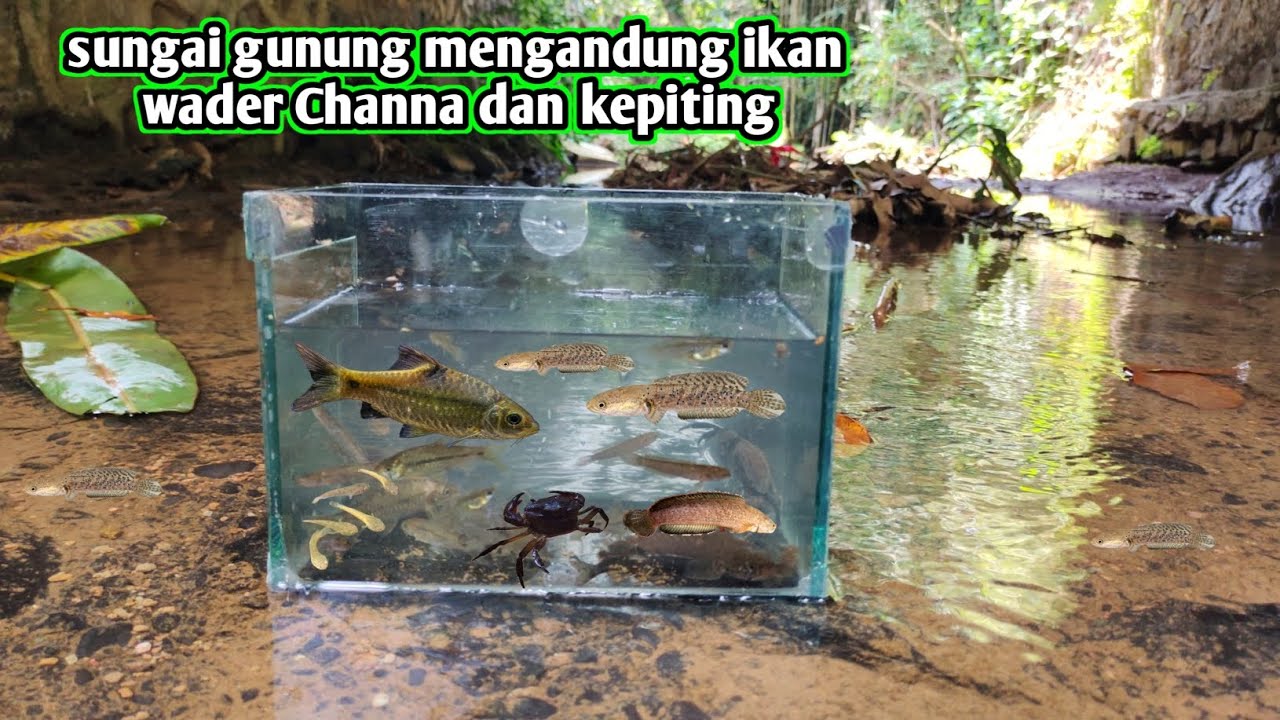 DI ALIRAN AIR GUNUNG YG JERNIH ADA WADER CHANNA KEPITING 