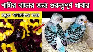 Budgies baby best food in bangla/ পাখির বাচ্চার জন্য ভালো একটি খাবার/ baby birds best food