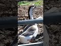 Last video of the goose #last #lastvideo