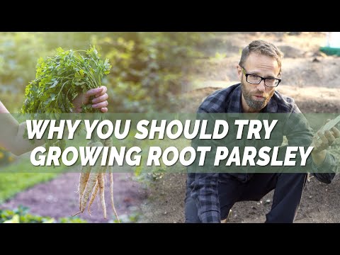 Video: Caring For Parsley Root Plants - How To Grow Parsley Root