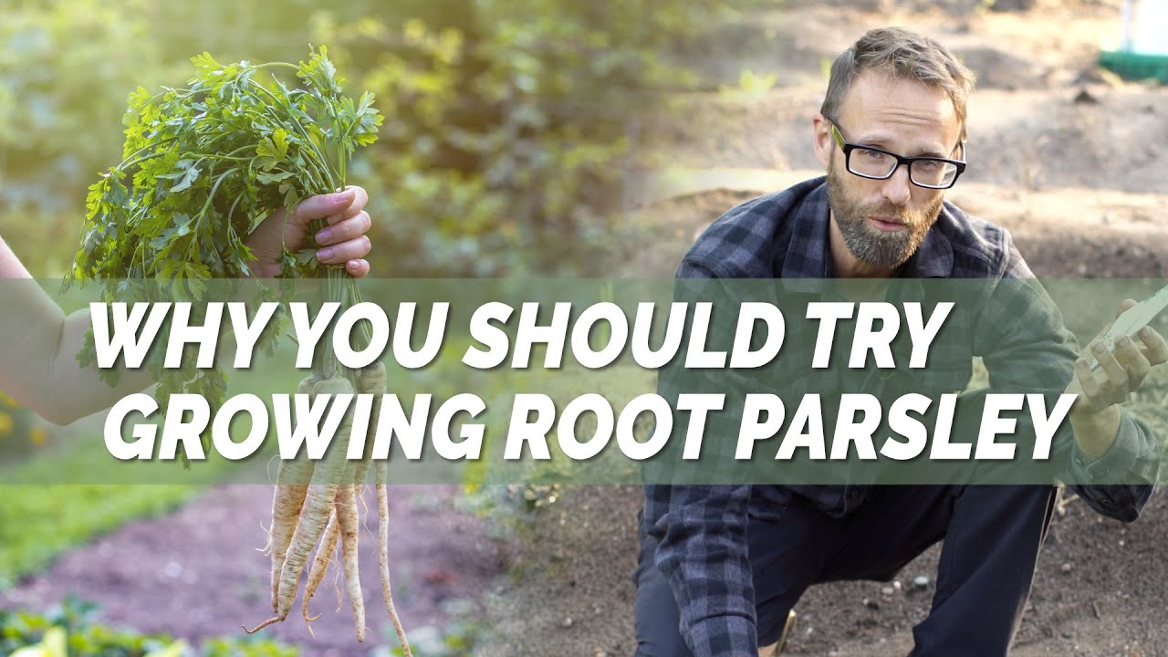 Корневая петрушка: еще один замечательный зимний овощ