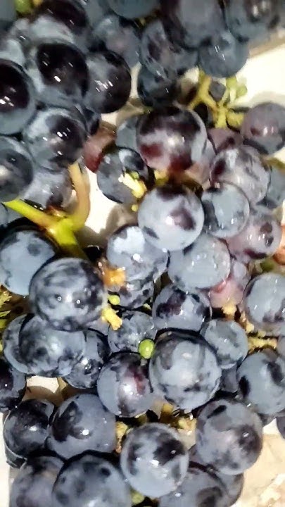Домашний виноград#вино#виноделие#урожай - YouTube