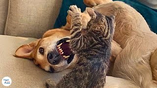 Dog Saved from Euthanasia Becomes Foster Dad to 150 Kittens