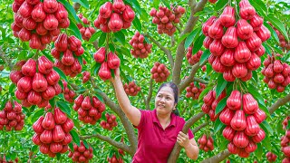 Harvesting Giant Honey Red Apple 🍎| Buffalo Feet \& Pork Stew Recipe - Authentic Country Cooking
