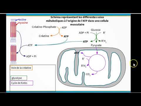 Vidéo: Altérations Induites Par L'inflammation Pulmonaire Dans Les Principaux Régulateurs De La Mitophagie Et De La Biogenèse Mitochondriale Dans Le Muscle Squelettique Murin