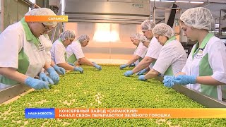 Консервный завод «Саранский» начал сезон переработки зелёного горошка