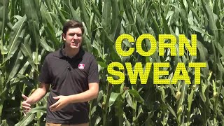 Is the reason the Midwest is so humid in the summer really due to corn sweat