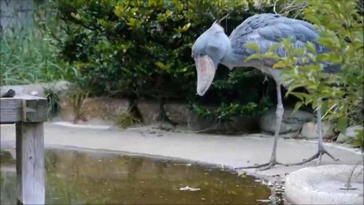 Shoebill Balaeniceps Rex Hunting And Catching Fish 魚を狙って食べ 家に帰る 上野動物園の ハシビロコウ Youtube