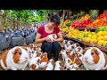 [TIMELAPSE] -- 288 Days Harvesting A Lot Of Big Guinea Pigs, chiken Go To The Local Market To Sell