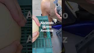 Abriendo un huevo de Avestruz.