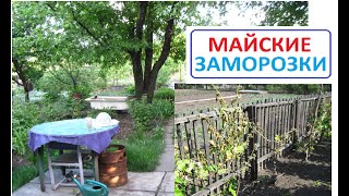 МАЙСКИЕ ЗАМОРОЗКИ  Как там в саду и огороде