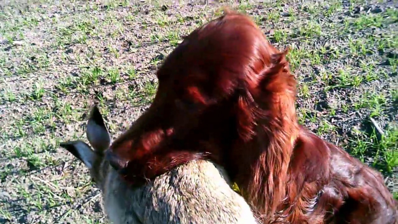 irish setter hunt