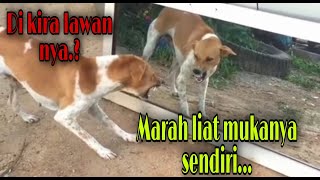 Reaksi anjing ketika di beri kaca