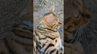 кошечка Агата спустилась раненная с крыши😿😺