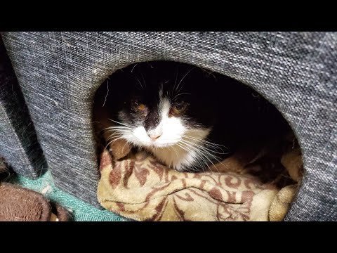のらこば channel【くる猫こばまず】
