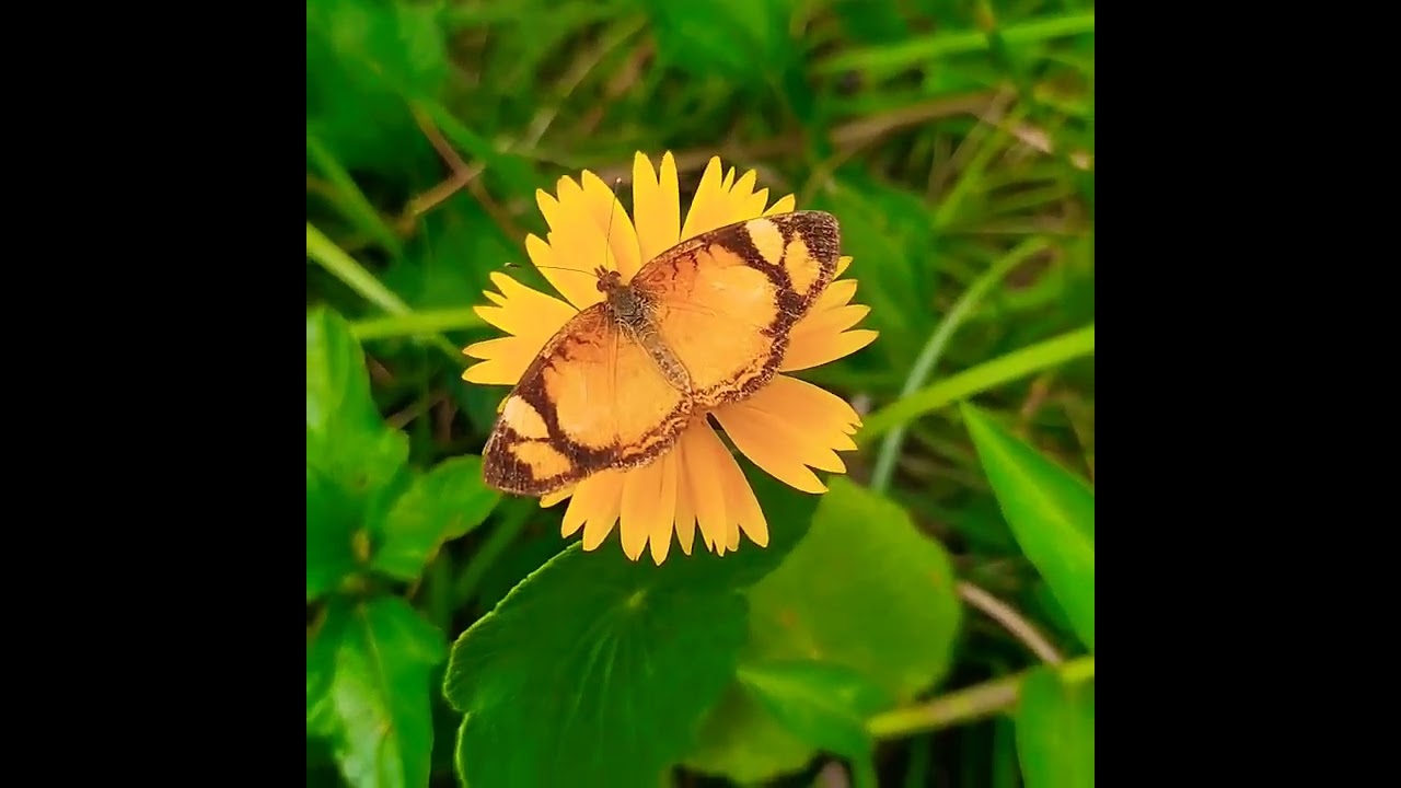 BORBOLETA FLOR🦋🌼