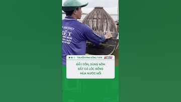 Đẩy côn, dùng nôm bắt cá lóc đồng mùa nước nổi #shorts