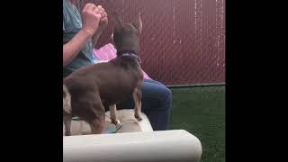 Rico a Chihuahua for Adoption | PAWS of Coronado by Friendliest Paws 16 views 5 years ago 51 seconds