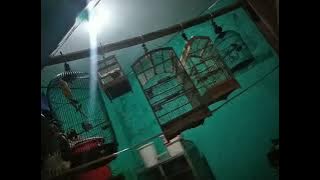 @burungsogon @burungkemande @BurungIndonesia