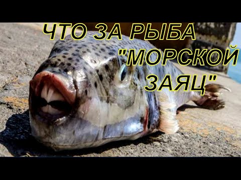 Морской заяц- загадочная морская жительница