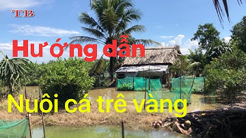 Hướng dẫn nuôi cá trê vàng