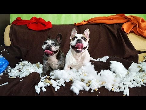 Vídeo: 19 cães esmagando objetivos do estilo com Swim Denim ridiculamente doce