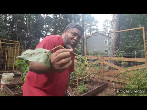 Video: Planten naast zoete aardappelen - planten die goed groeien met zoete aardappel