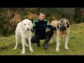 La stâna lui Florin Zaiț de pe pârâul Barasău, comuna Corbu - HR | A pierdut 10 câini ciobănești