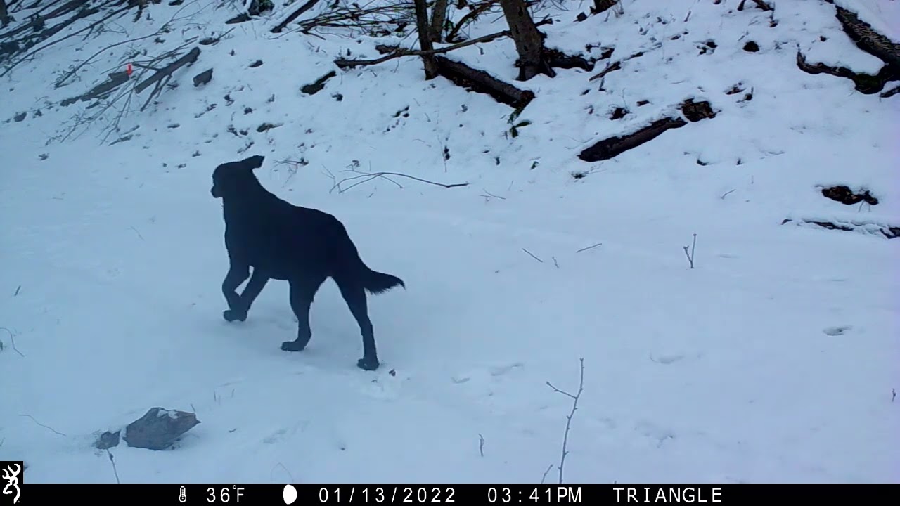 DOGS CHASING DEER YouTube