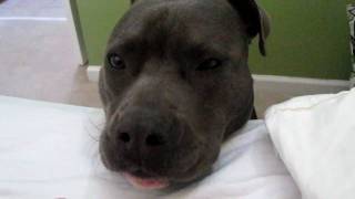 Wake Up To A Sweet Puppy Face - Lady G, Blue Pit Bull