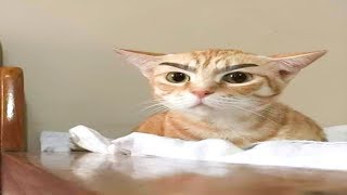 These cats will make you laugh until you cry 🤣🤣 Funny and crazy cats videos 2019 by animal world 220 views 4 years ago 3 minutes, 46 seconds