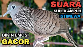 Perkutut Lokal Gacor Suara Besar Pancingan Burung Perkutut Agar Cepat Bunyi.