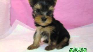 【ペットショップ エンゼル】お薦めの子犬・子猫 1108031.mpg