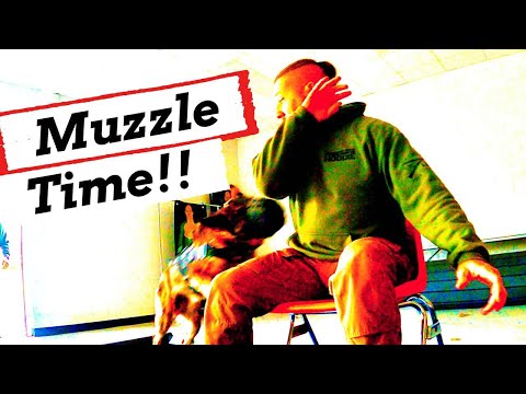 Police K9 Training Patrol Dog School: Avoid Engagement Failure Part 3