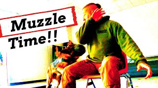 Police K9 Training Patrol Dog School: Avoid Engagement Failure Part 3