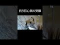 釣り初心者の受難#shorts