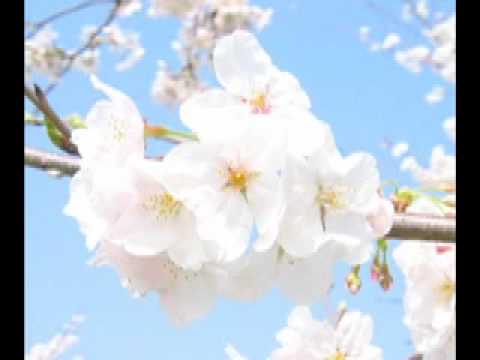 桜→入学式Berryz工房