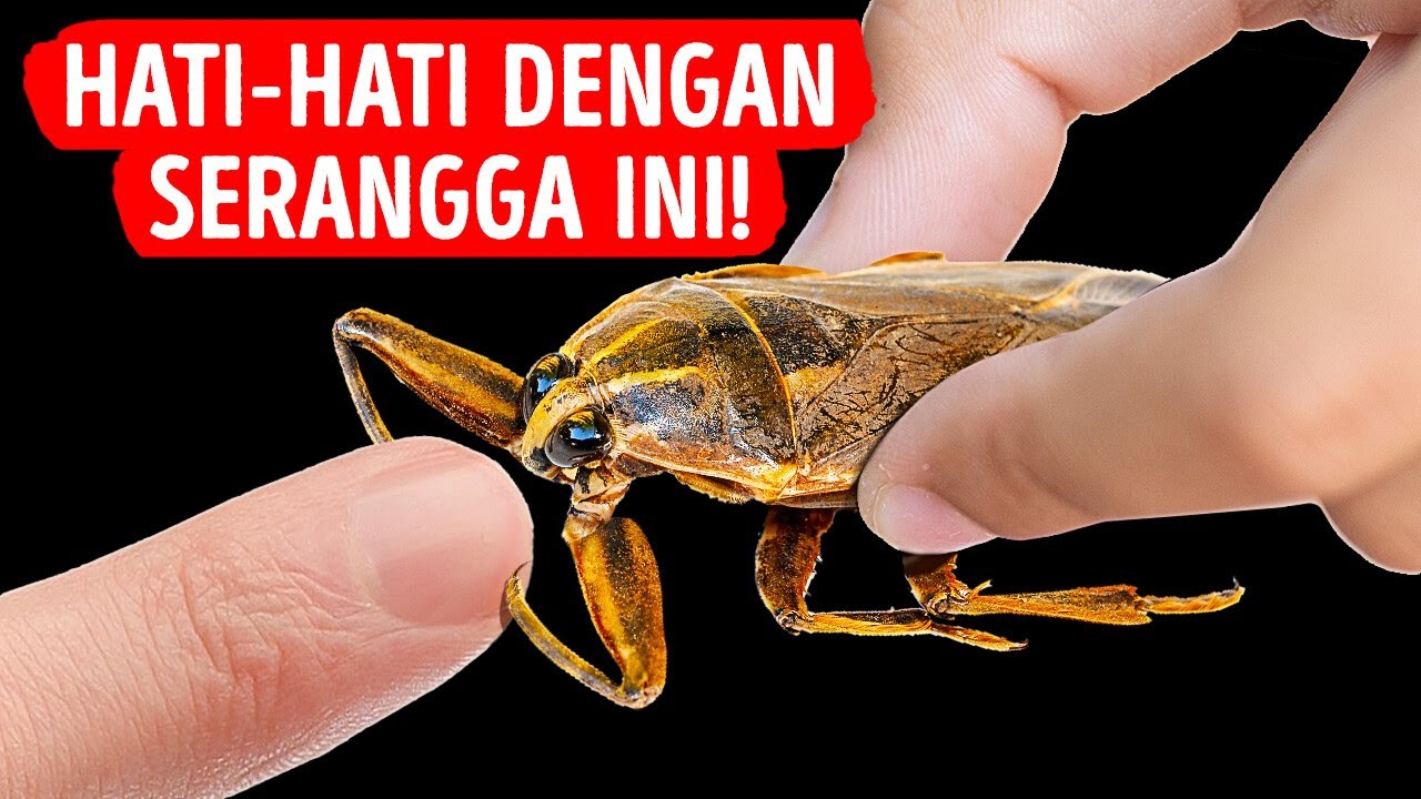 Serangga dengan Gigitan Terparah
