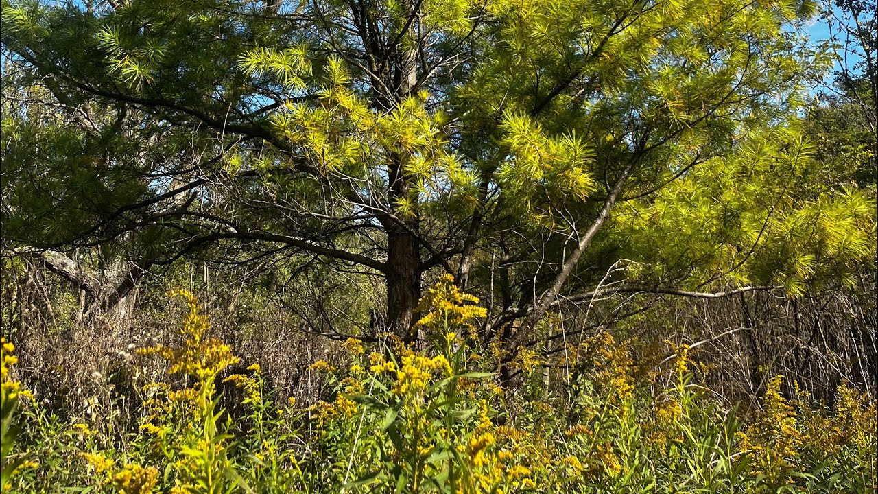 lil autumn vlog + sunlit poetry reading🍁🌞