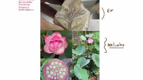MCCBotany13: Basal eudicots