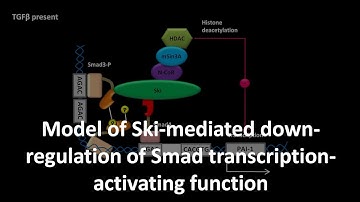 Model of Ski mediated down regulation of Smad transcription activating function