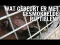 Wat gebeurt er met gesmokkelde reptielen? | De Buitendienst over Reptielen