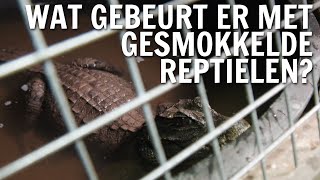 Wat gebeurt er met gesmokkelde reptielen? | De Buitendienst over Reptielen