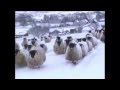 "In Slemish Shadow" blackface sheep film extract