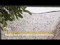 El Poder de la Mosca Soldado Negra: De Desperdicio a Biofertilizante - TvAgro por Juan Gonzalo Angel
