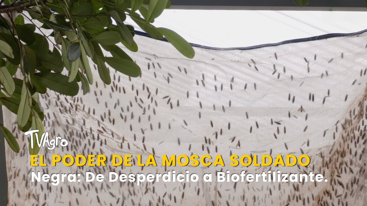 El Poder de la Mosca Soldado Negra: De Desperdicio a Biofertilizante - TvAgro por Juan Gonzalo Angel