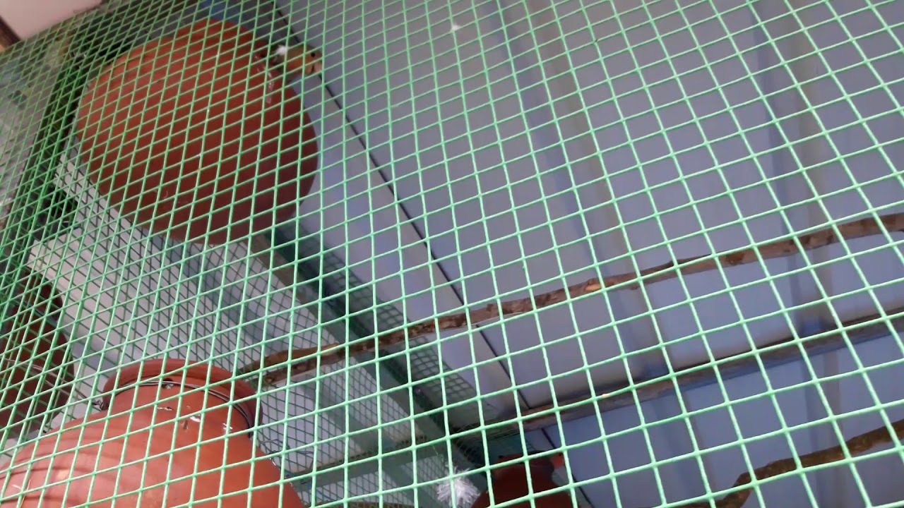 Ooty gudalur.... African love birds , cocktails and budgies for sale